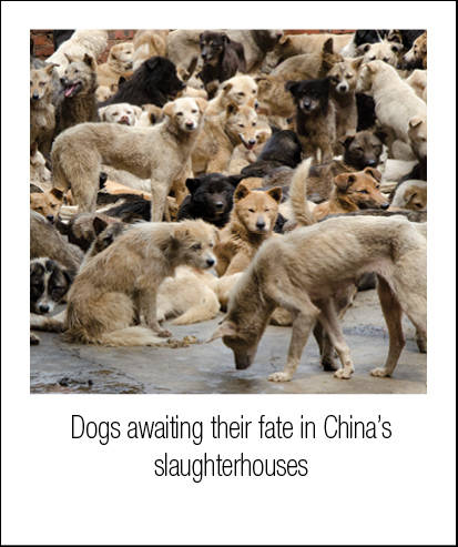Animal Rights Groups Infiltrate and Expose the Barbaric China Dog Meat  Trade | Earth First! Newswire