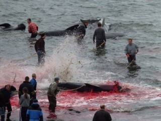 On August 13th, 135 long-finned pilot whales were brutally slaughtered in Húsavík.